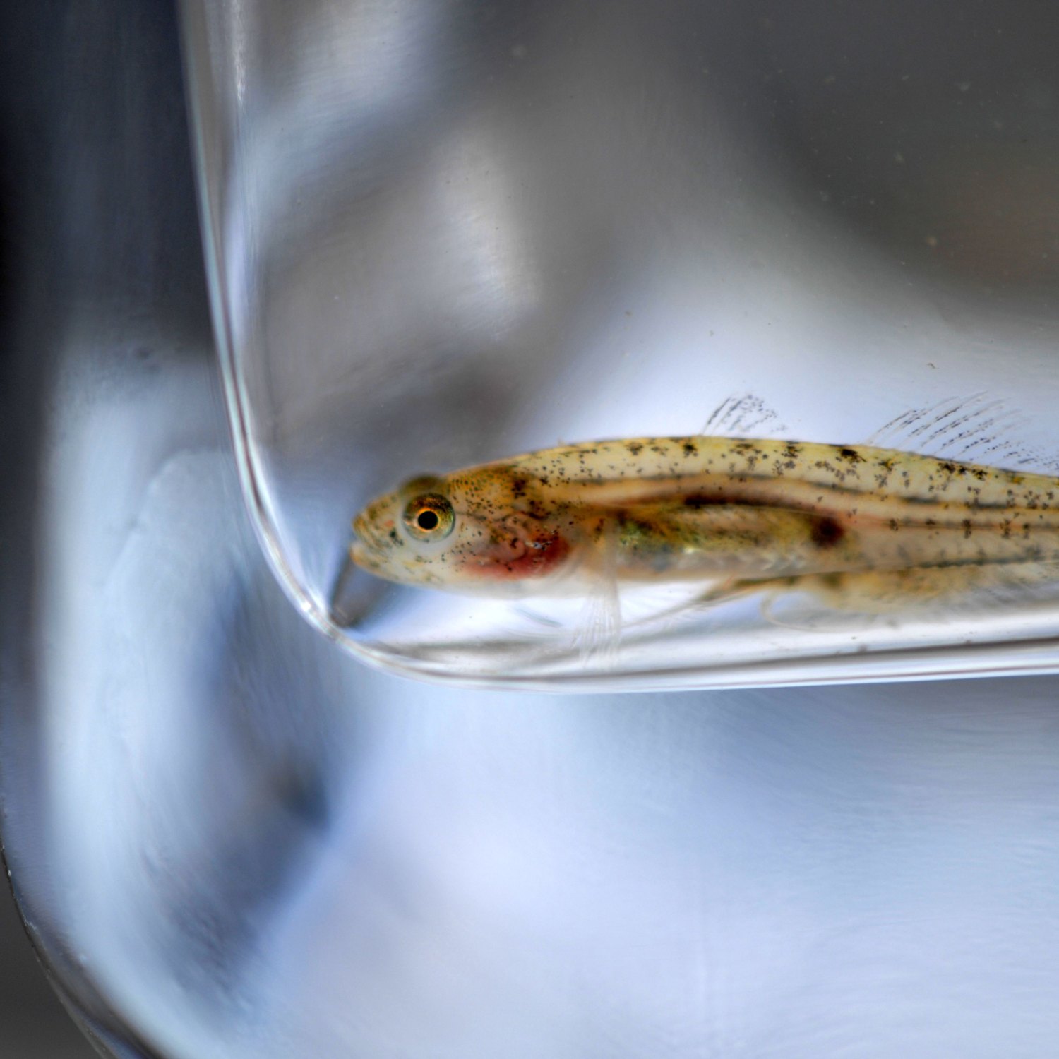 Tidewater Goby