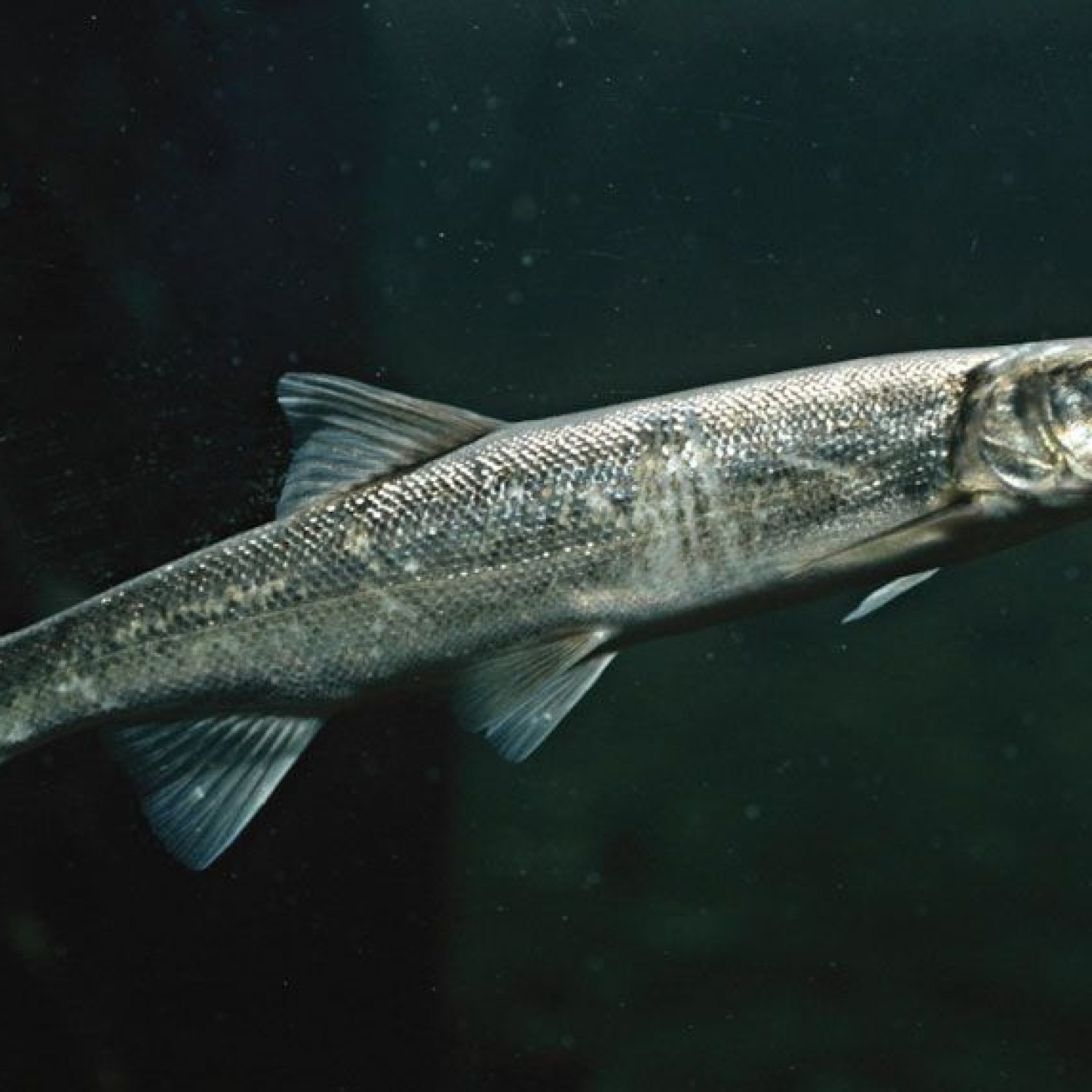 Colorado Squawfish