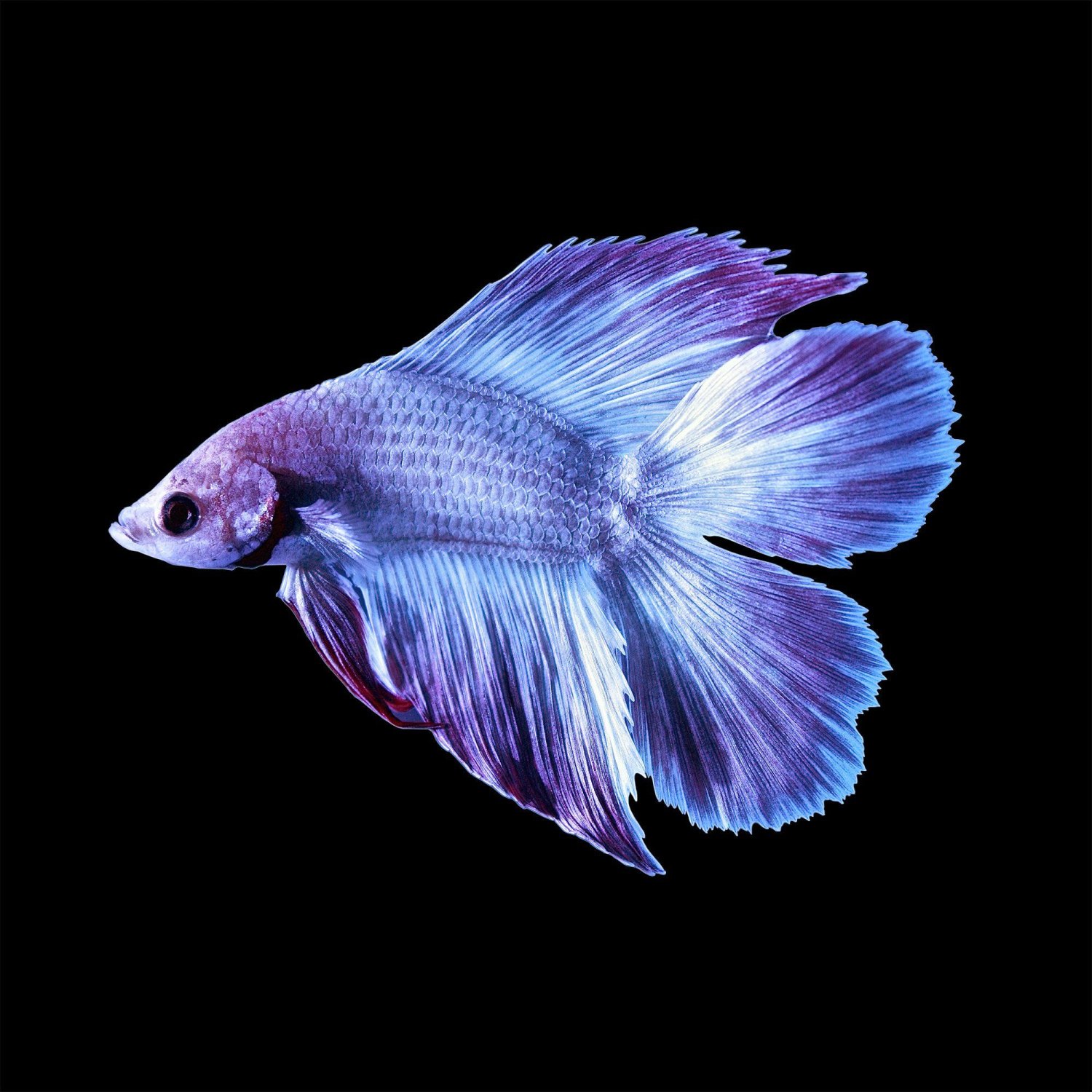 Spikefish