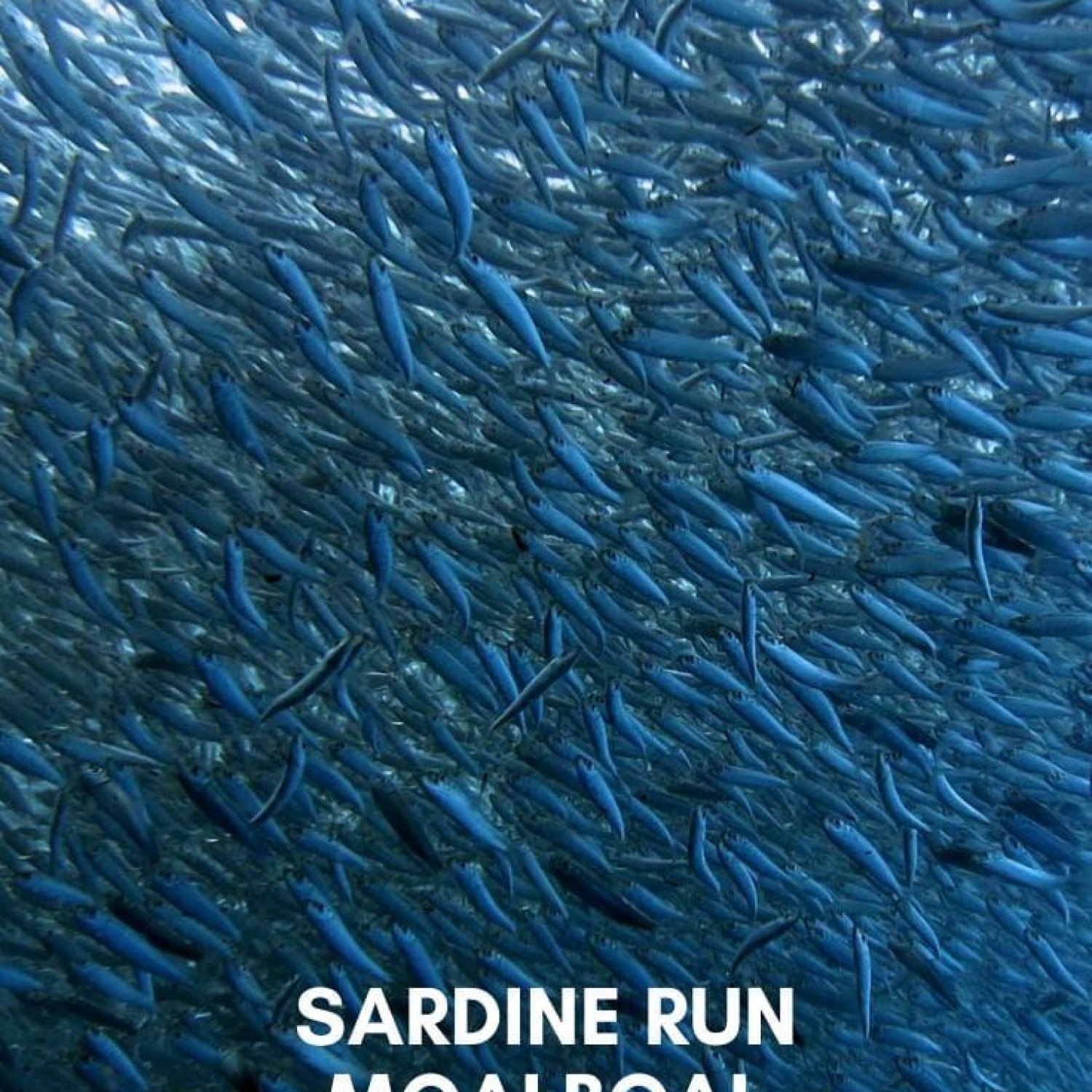 Surf Sardine