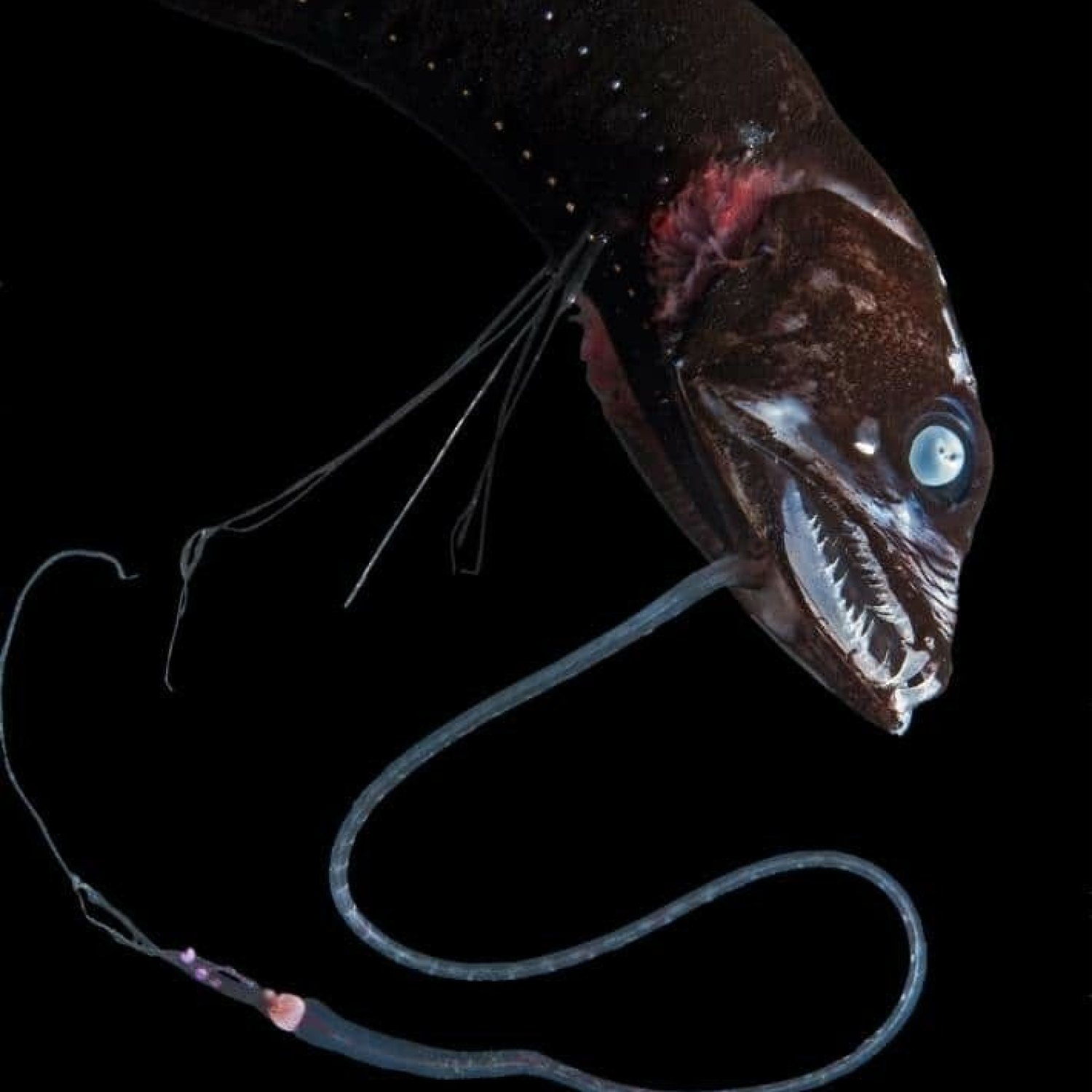 Longfin Dragonfish