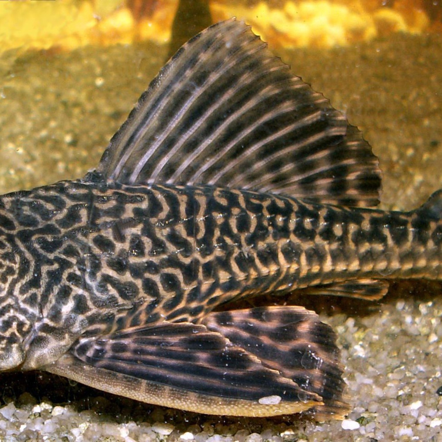 North American Freshwater Catfish
