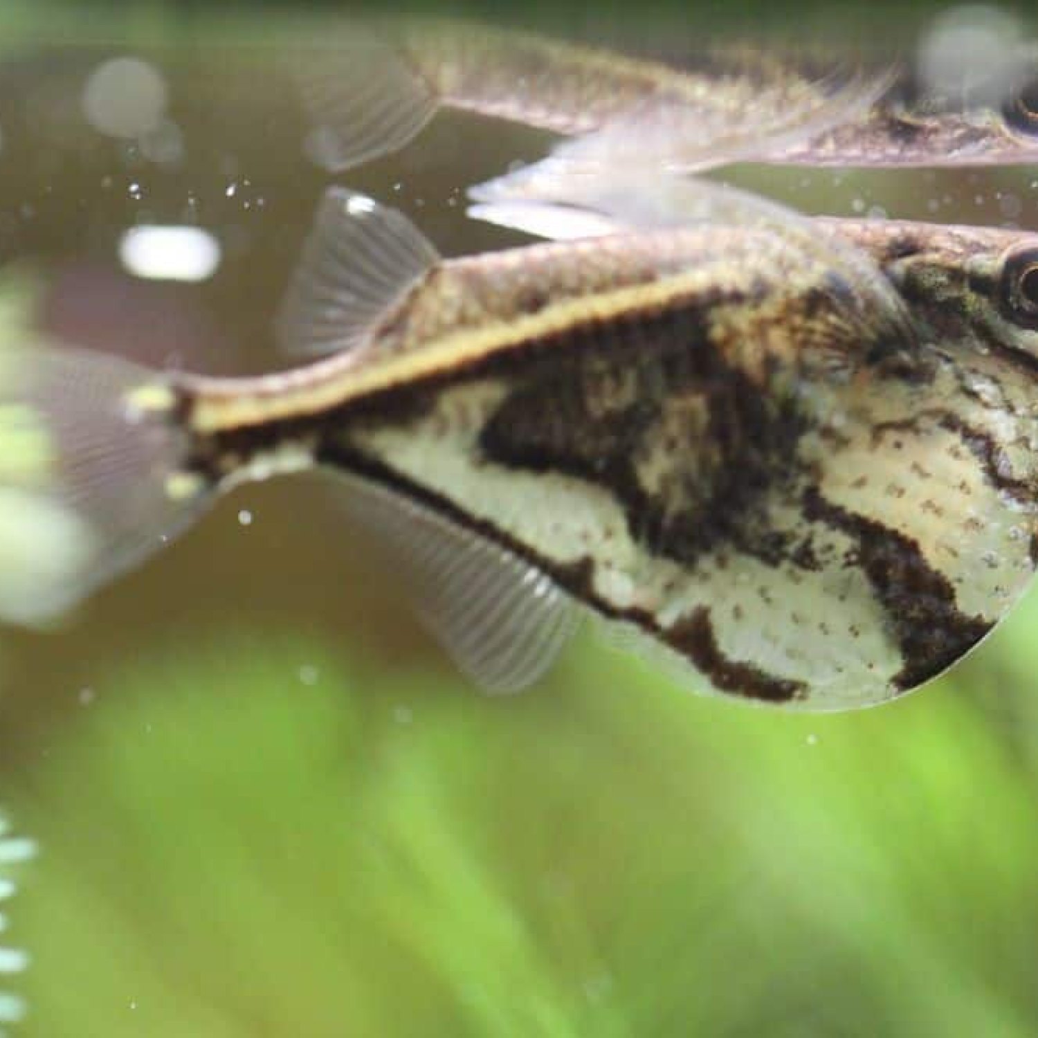 Freshwater Hatchetfish