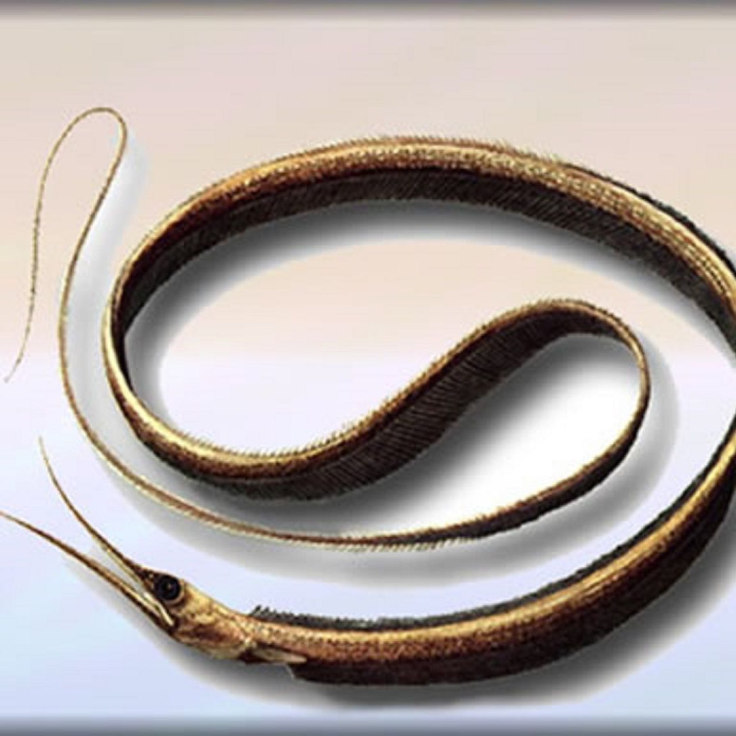 Slender Snipe Eel