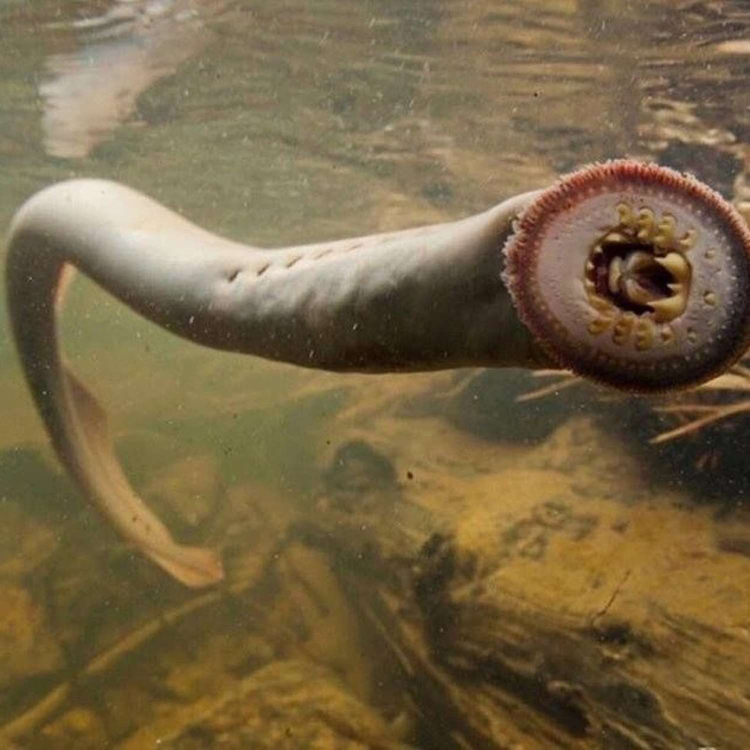 Snubnose Parasitic Eel
