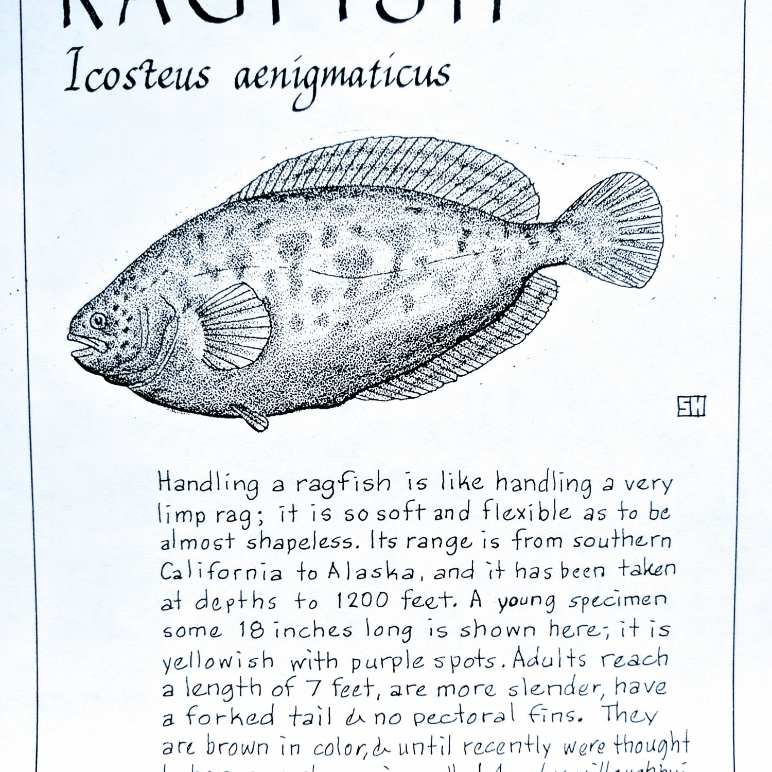 Ragfish