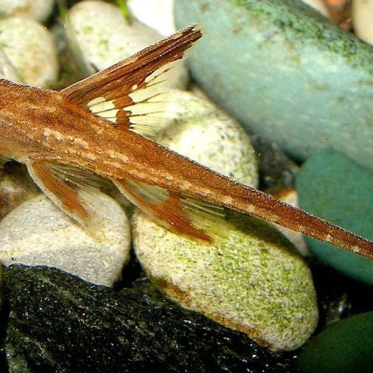 Longnose Whiptail Catfish